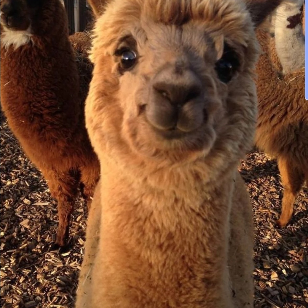 Meet your Posher, Evelyn